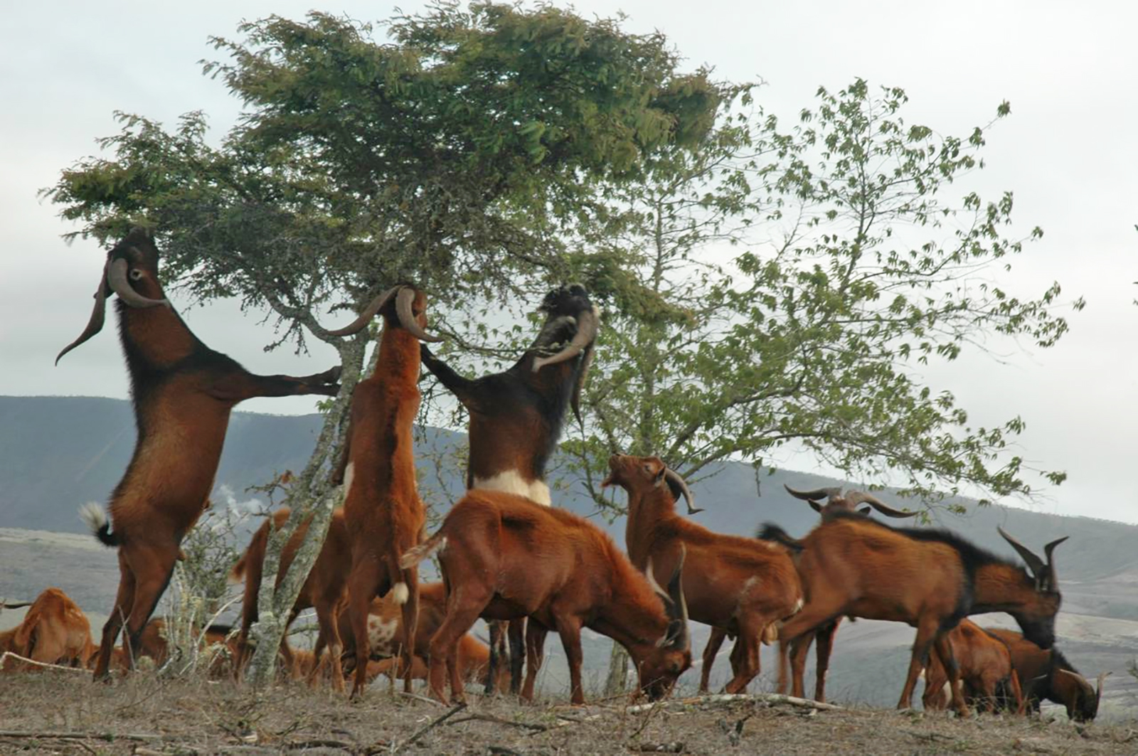 goats eat vegetation in the Galapagos